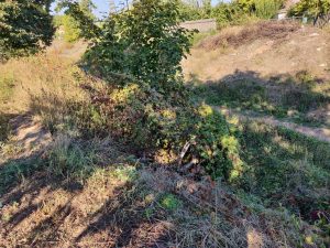 IMG_20181007_184152_168