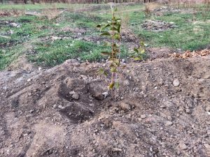 IMG_20181021_185020_940