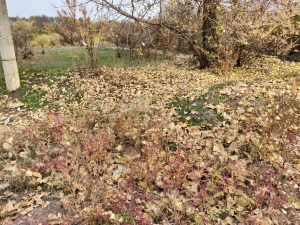 IMG_20181021_185103_247