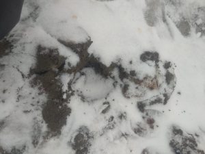IMG_20190111_103354